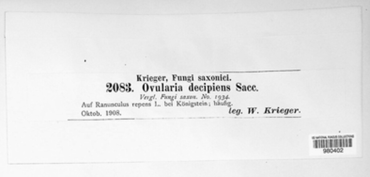 Ovularia image